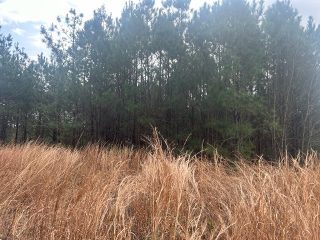 1004 Moore Street Wesson, MS 39191 - Photo 7 of 11 Photo 7