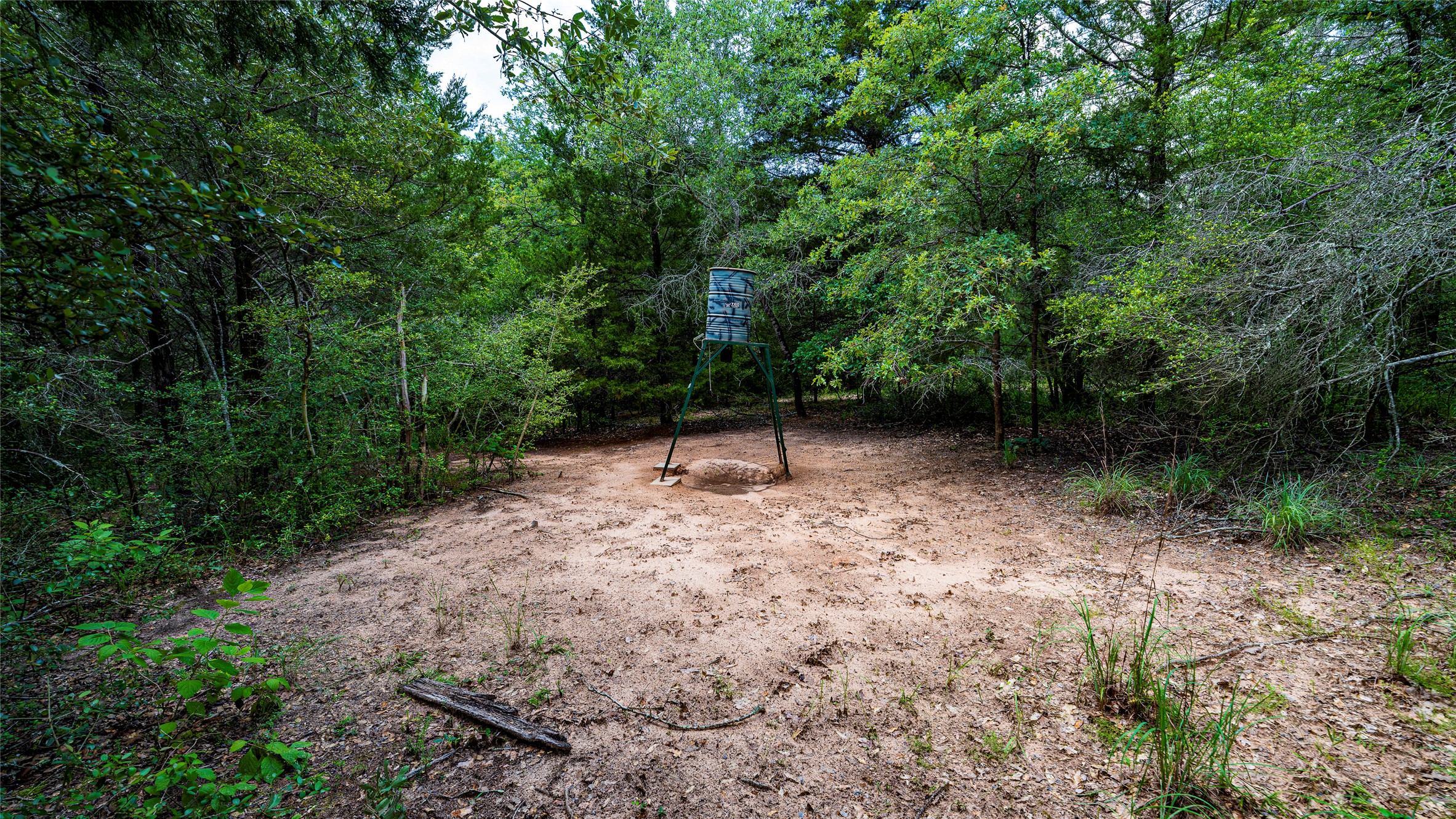 1470 22 Hills Road Gause, TX 77857 - Photo 23 of 35 A clearing within a dense woodland offers a secluded, natural setting.
