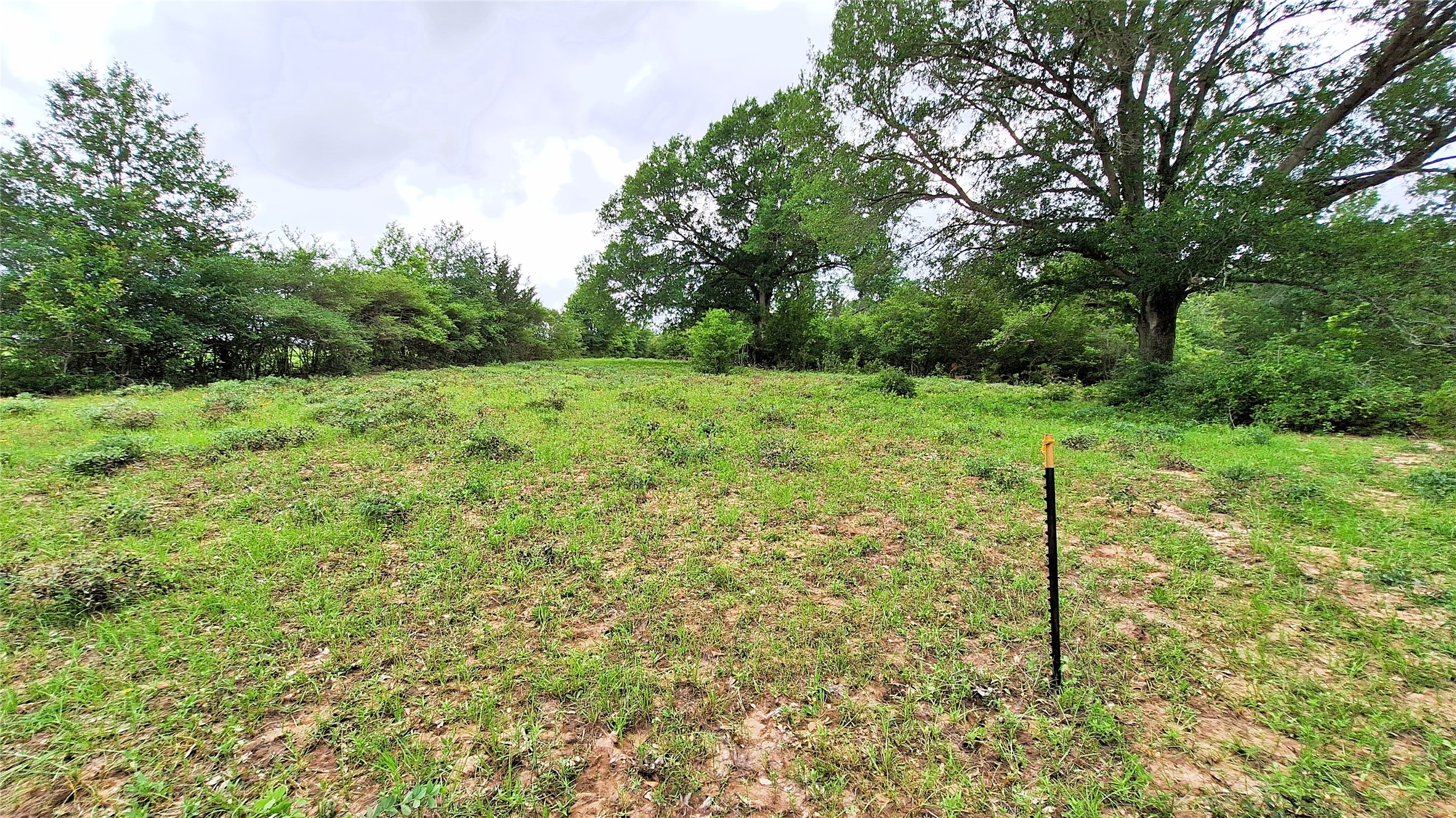 18155 Wellman Road Washington, TX 77880 - Photo 9 of 14 Expansive open field with scattered green foliage and a tree line bordering the perimeter