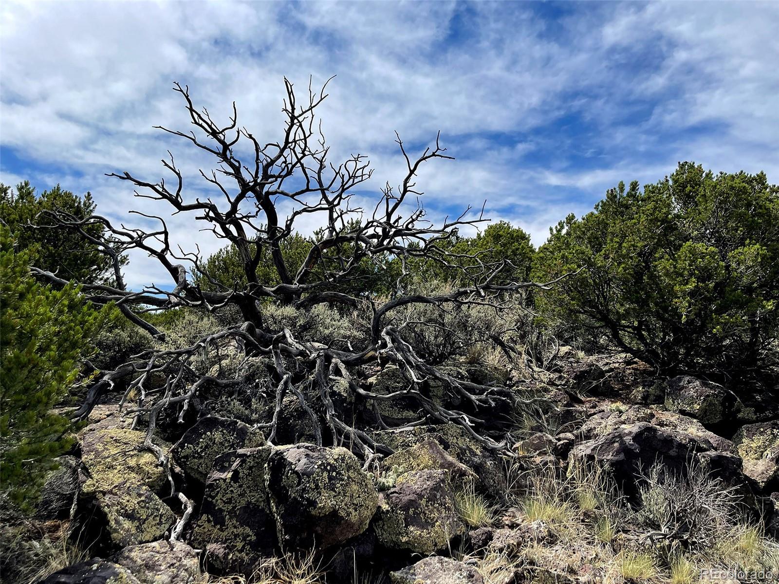 3 Melby Rancho San Luis, CO 81152 - Photo 7 of 11 a view of a tree