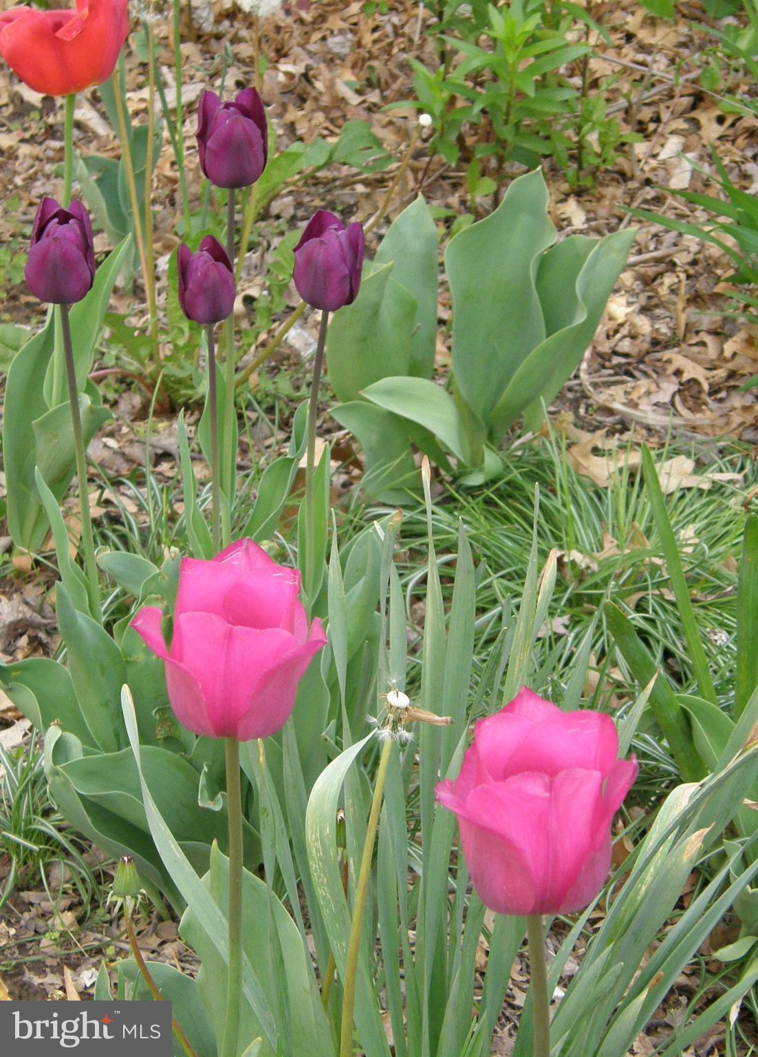 24 Moyer Road Telford, PA 18969 - Photo 58 of 62 a view of a flower