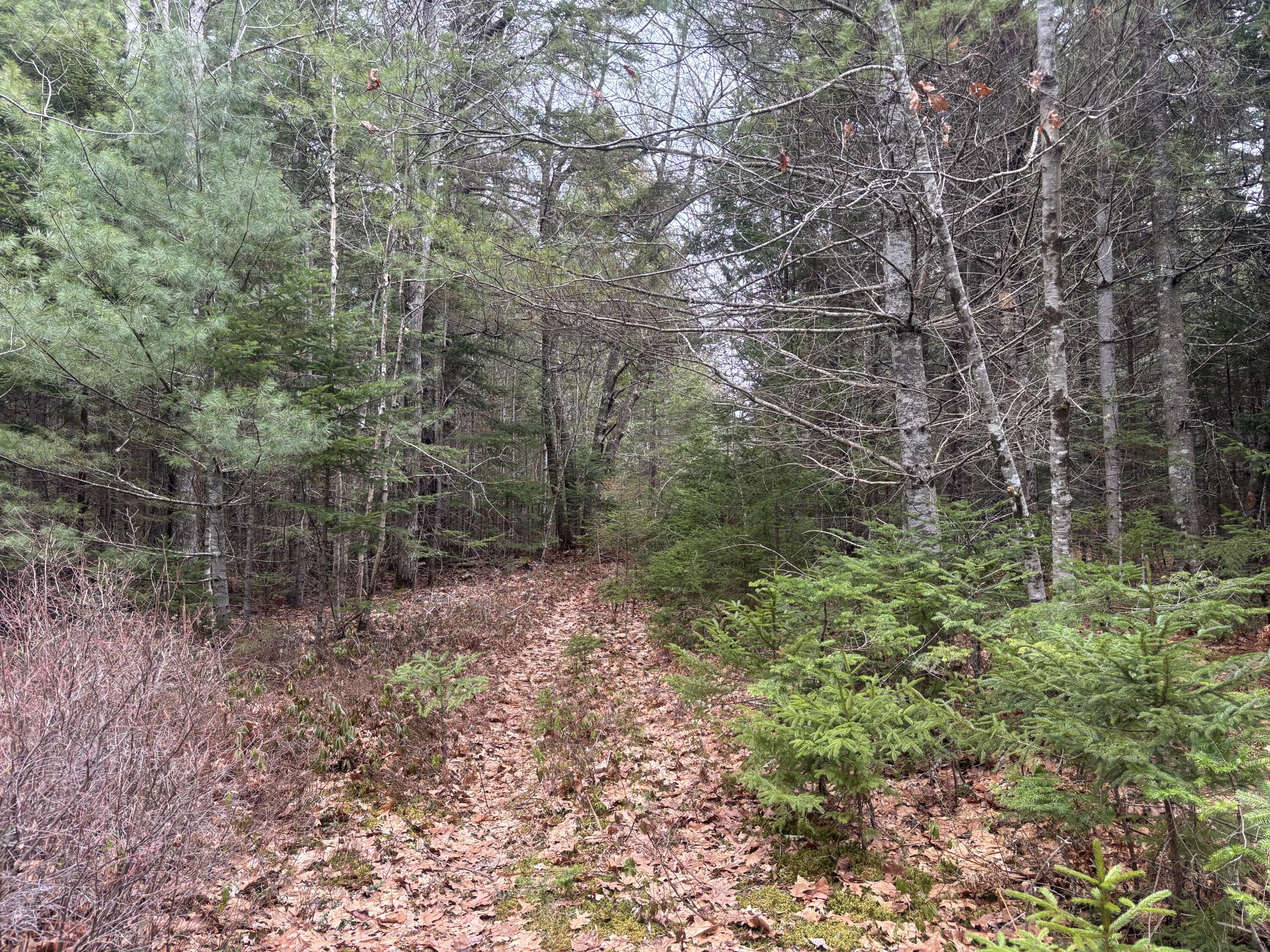 M11-l17&17c Rogers Point Road Steuben, ME 04680 - Photo 4 of 8