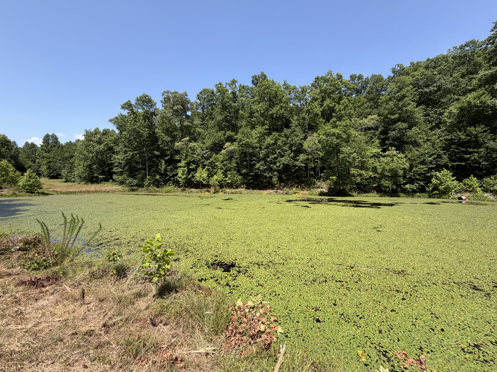 215 Bar Bee Road Hohenwald, TN 38462 - Photo 9 of 51