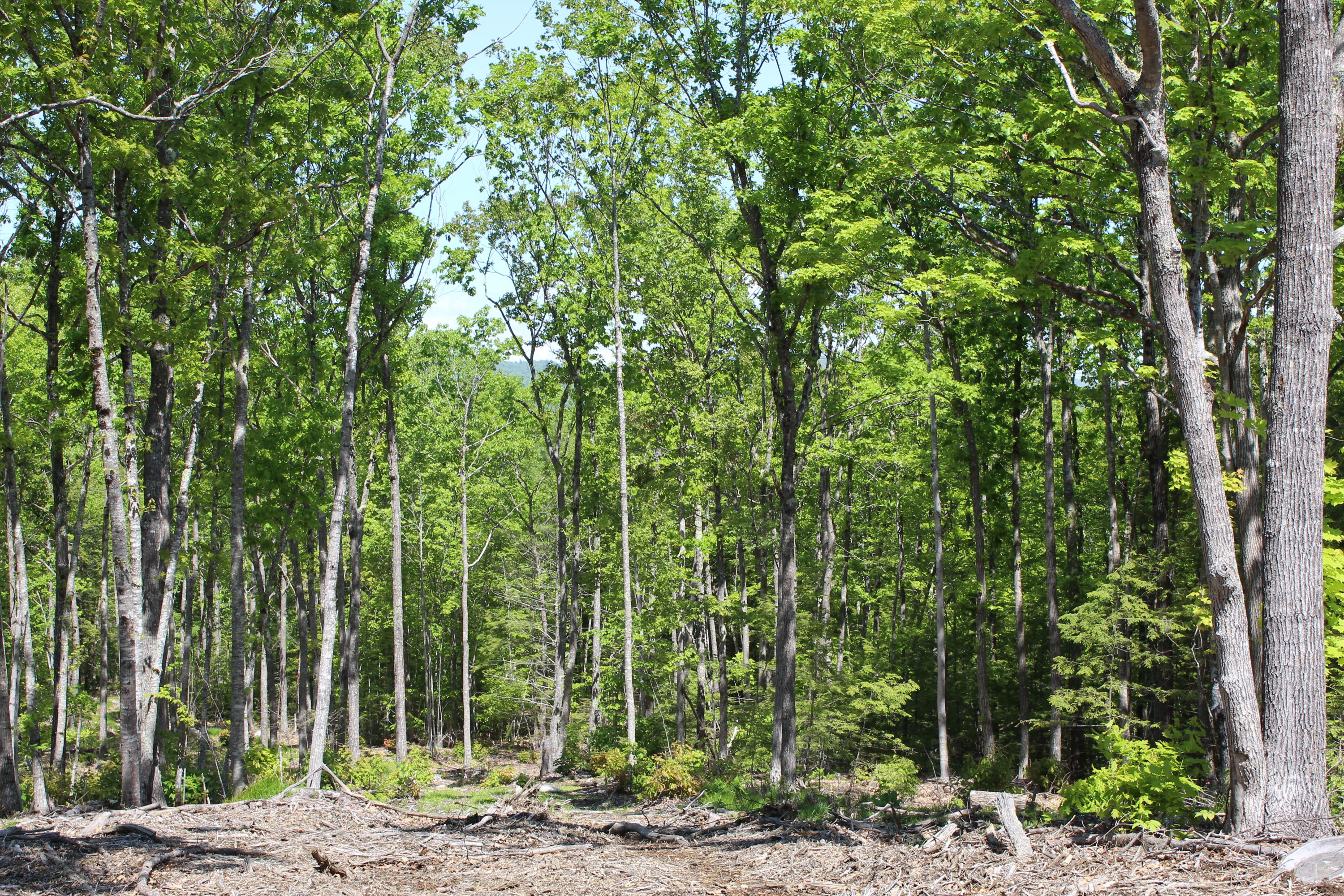Lot 1 North Road Parsonsfield, ME 04047 - Photo 7 of 19 IMG_0764