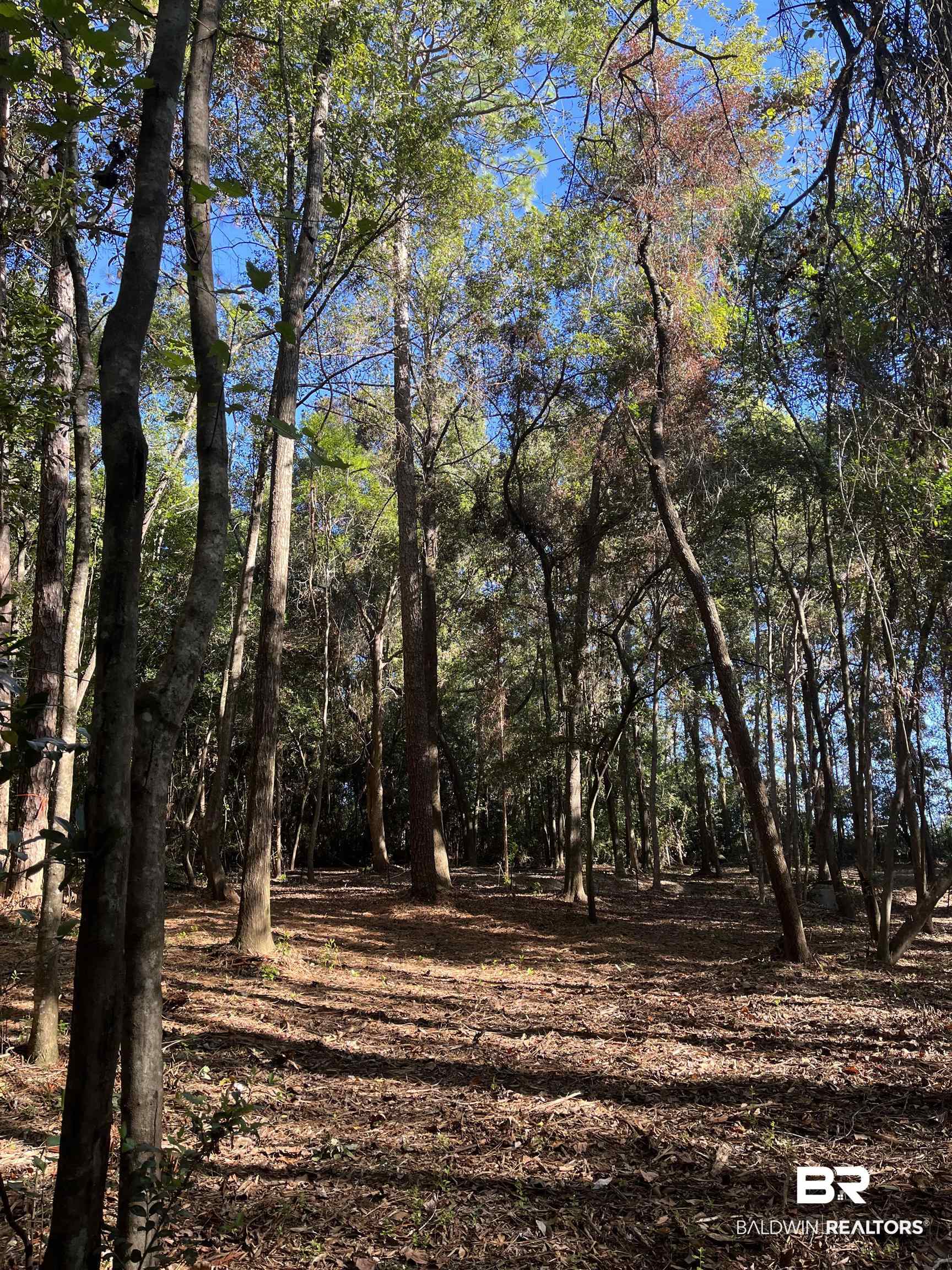 0 Forest Dell Road Mobile, AL 36618 - Photo 6 of 8