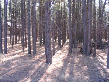 28 Fallow Deer Road Parks, AZ 86018 - Photo 1 of 1 Primary Photo