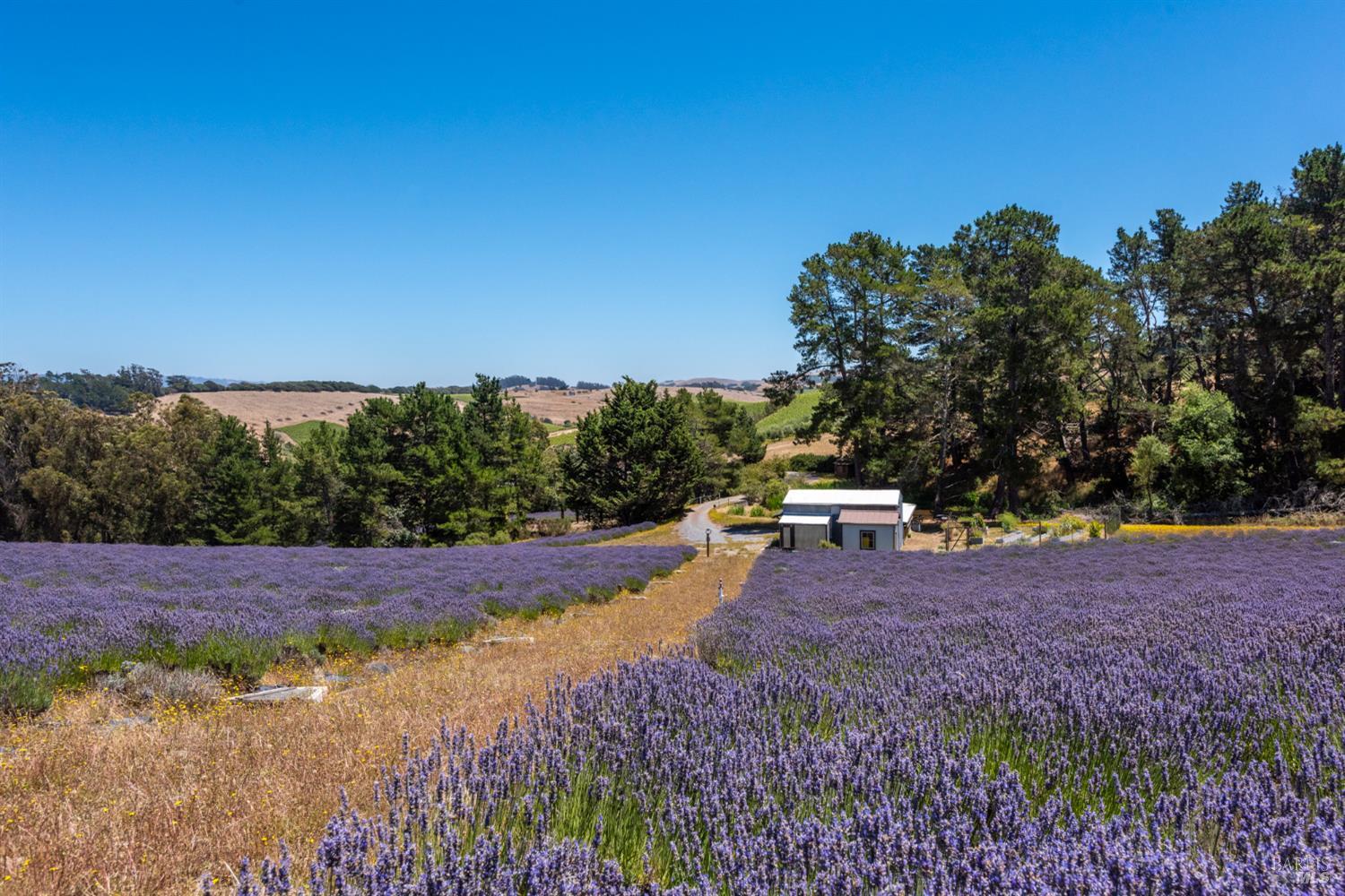 3518 Bloomfield Road Sebastopol, CA 95472 - Photo 71 of 88
