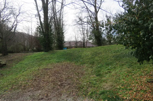 a view of a yard with a tree