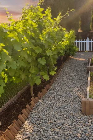 a view of a flower in a yard