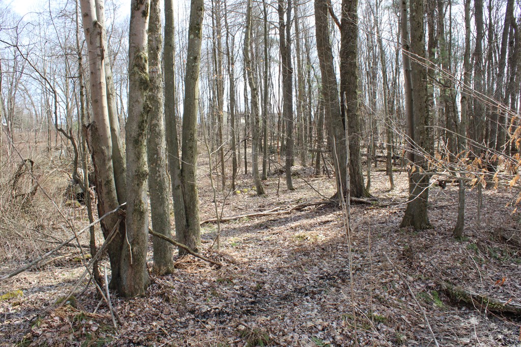 0 Rehobeth Church Road Strattanville, PA 16258 - Photo 8 of 13 Gallery Image 8