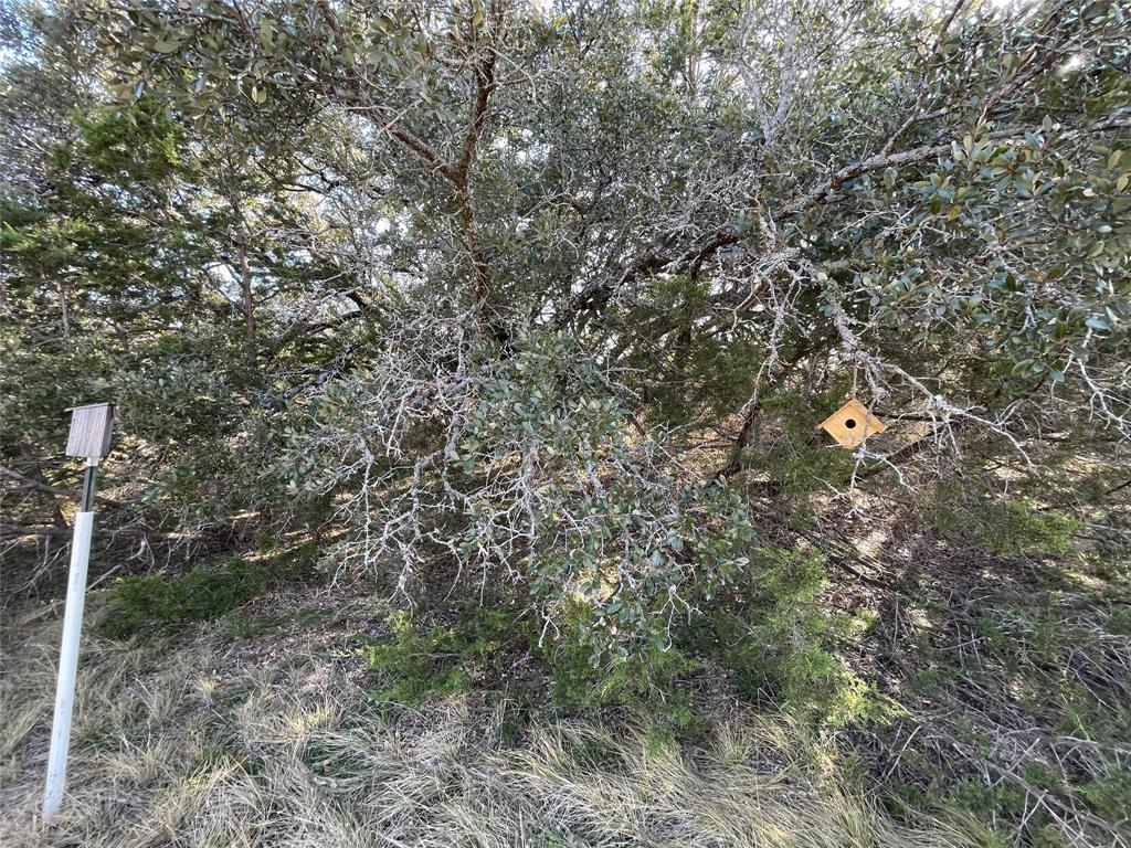 4986 County Road 607 Hamilton, TX 76531 - Photo 4 of 34 Bird feeders in live oak trees
