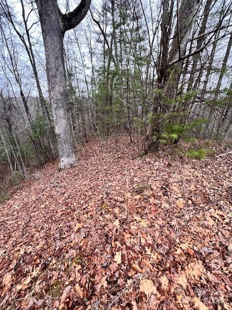 40 Bee Gum Ridge Bryson City, NC 28713 - Photo 2 of 5 a view of a yard with plants and trees