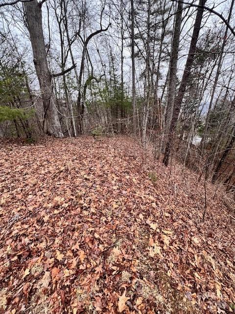 40 Bee Gum Ridge Bryson City, NC 28713 - Photo 3 of 5 a view of a forest with trees