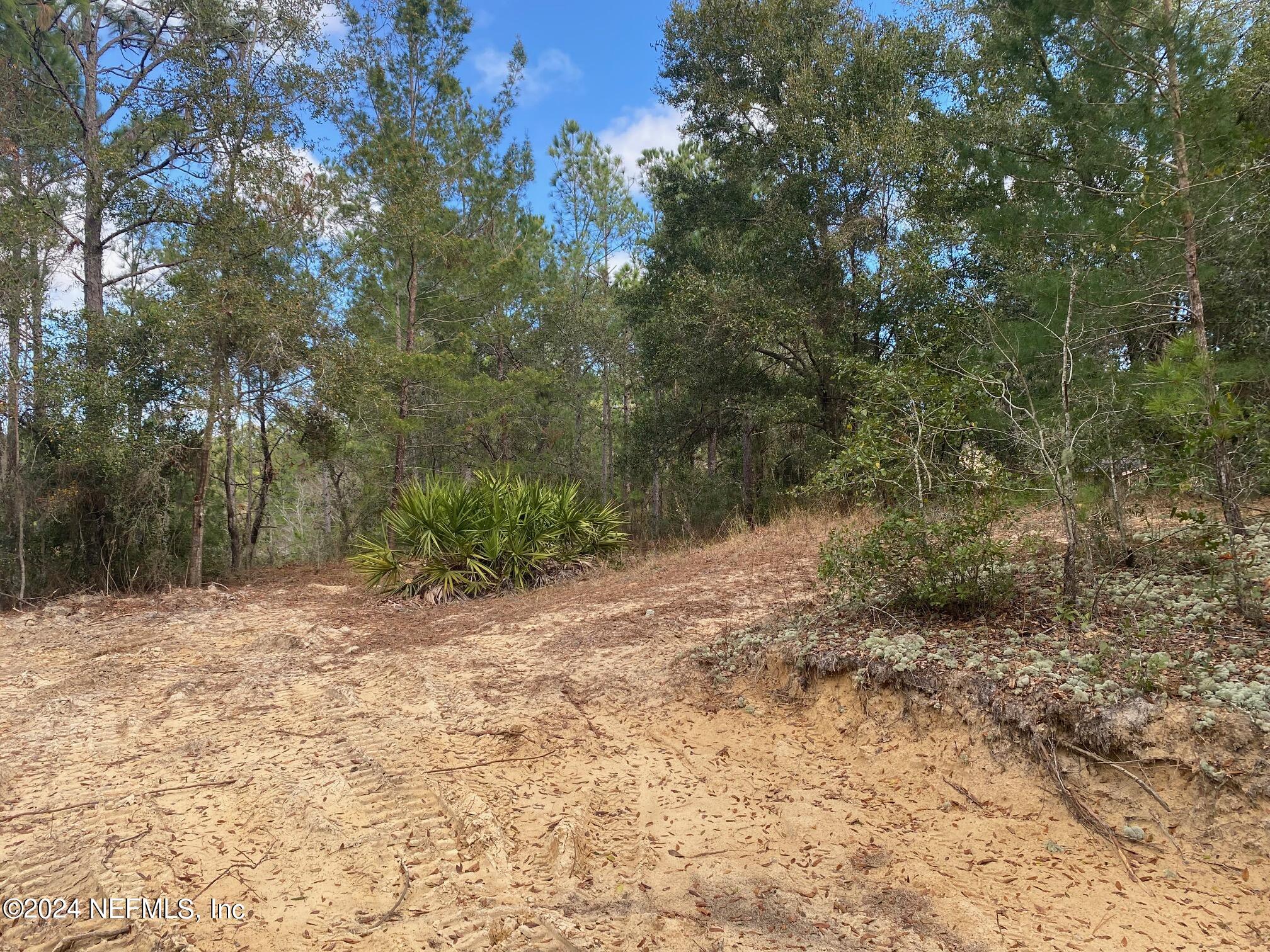 131 Lake Ray Road Hawthorne, FL 32640 - Photo 6 of 19 a view of a yard with a tree