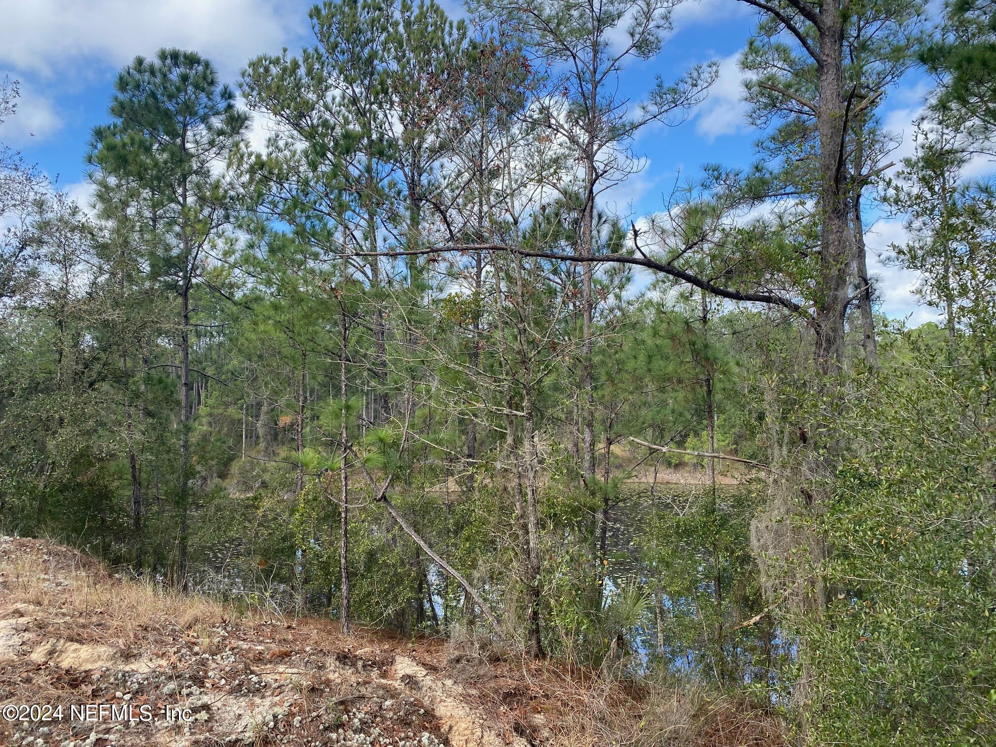 131 Lake Ray Road Hawthorne, FL 32640 - Photo 10 of 19 a view of a forest with lots of trees