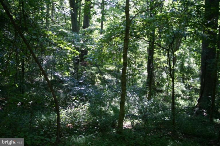 Wainwright Road Highland, MD 20777 - Photo 4 of 5 a view of a lush green forest
