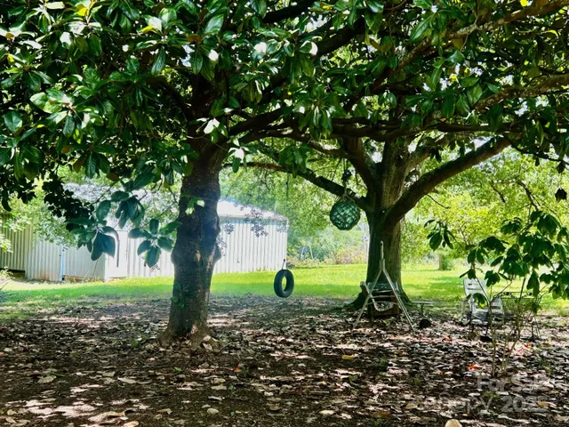 a park view with large trees