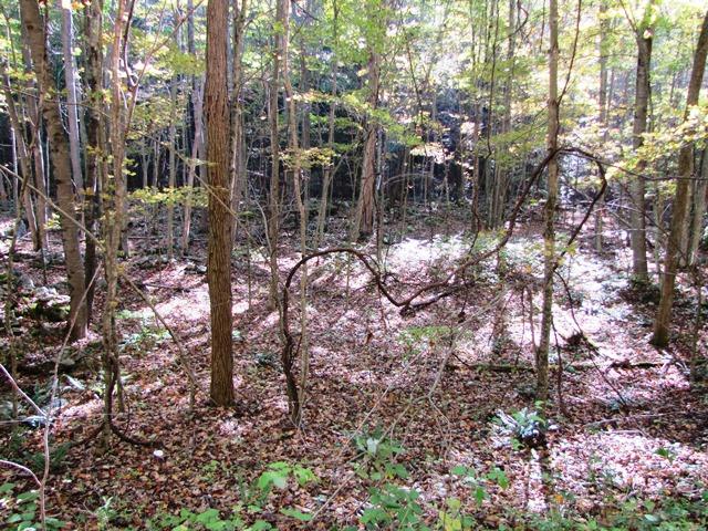 Laurel Creek Road Wayside, WV 24985 - Photo 26 of 28 Gallery Image 26