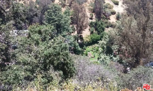 a view of a forest with plants and trees
