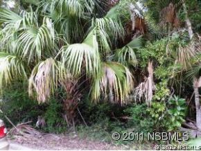 0 Burma Road New Smyrna Beach, FL 32168 - Photo 5 of 20 a view of a plant in a garden