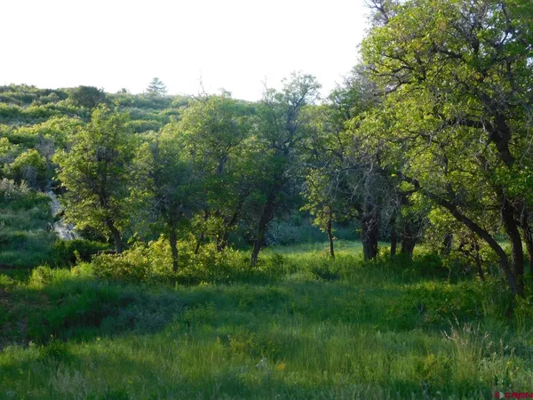 a view of lush green forest