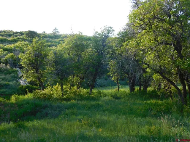 a view of lush green forest