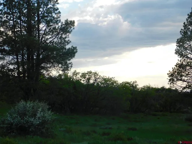 a view of a forest with lots of trees