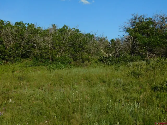 a view of outdoor space with green field and trees