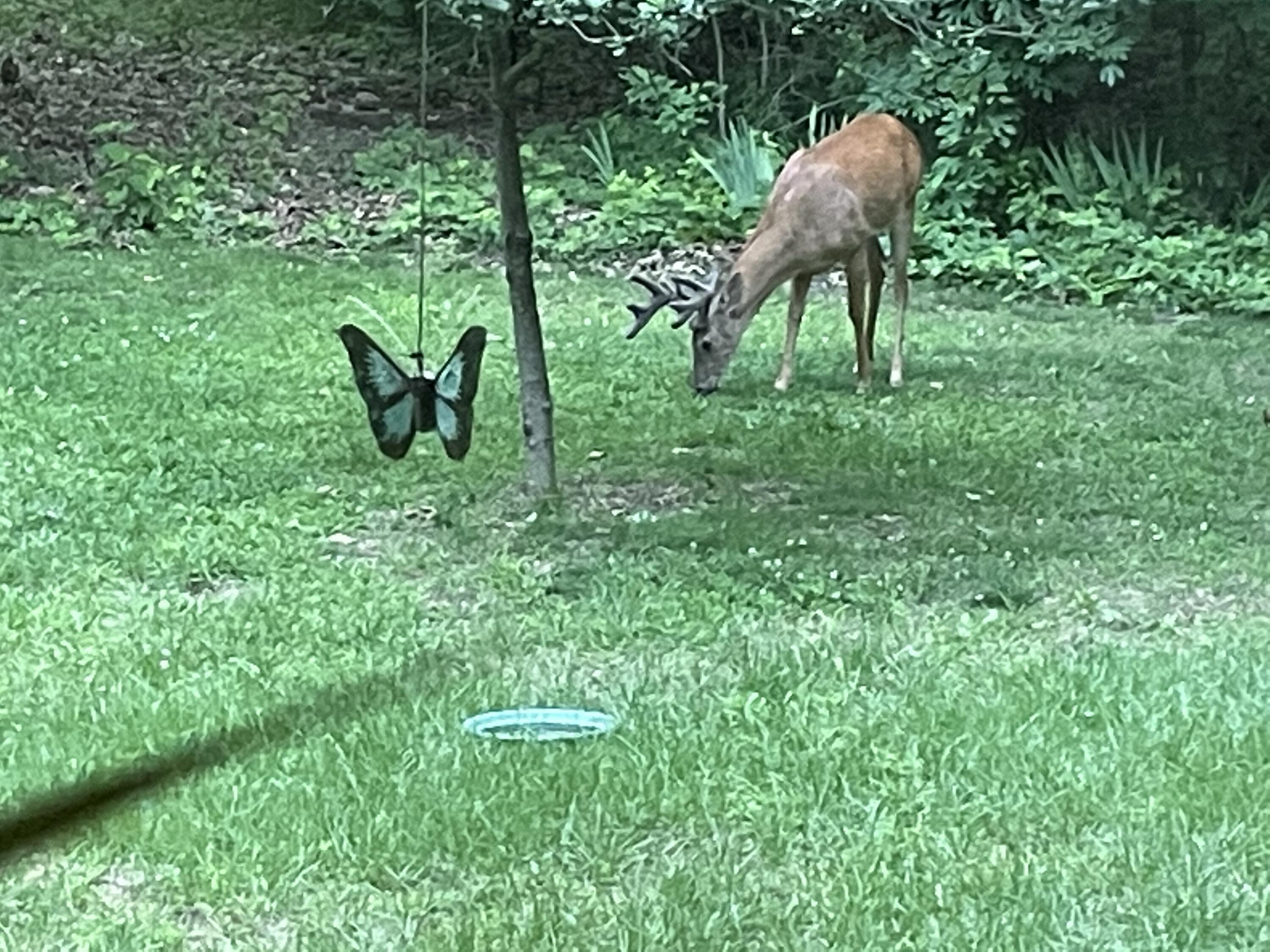 26805 Drape Road Lawton, MI 49065 - Photo 24 of 42 Dar's Deer