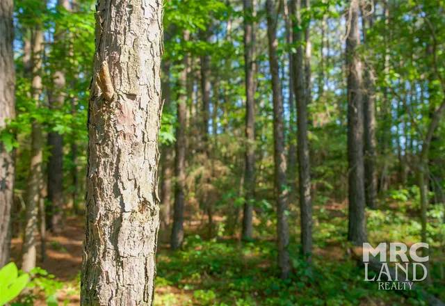 a close up of a plant
