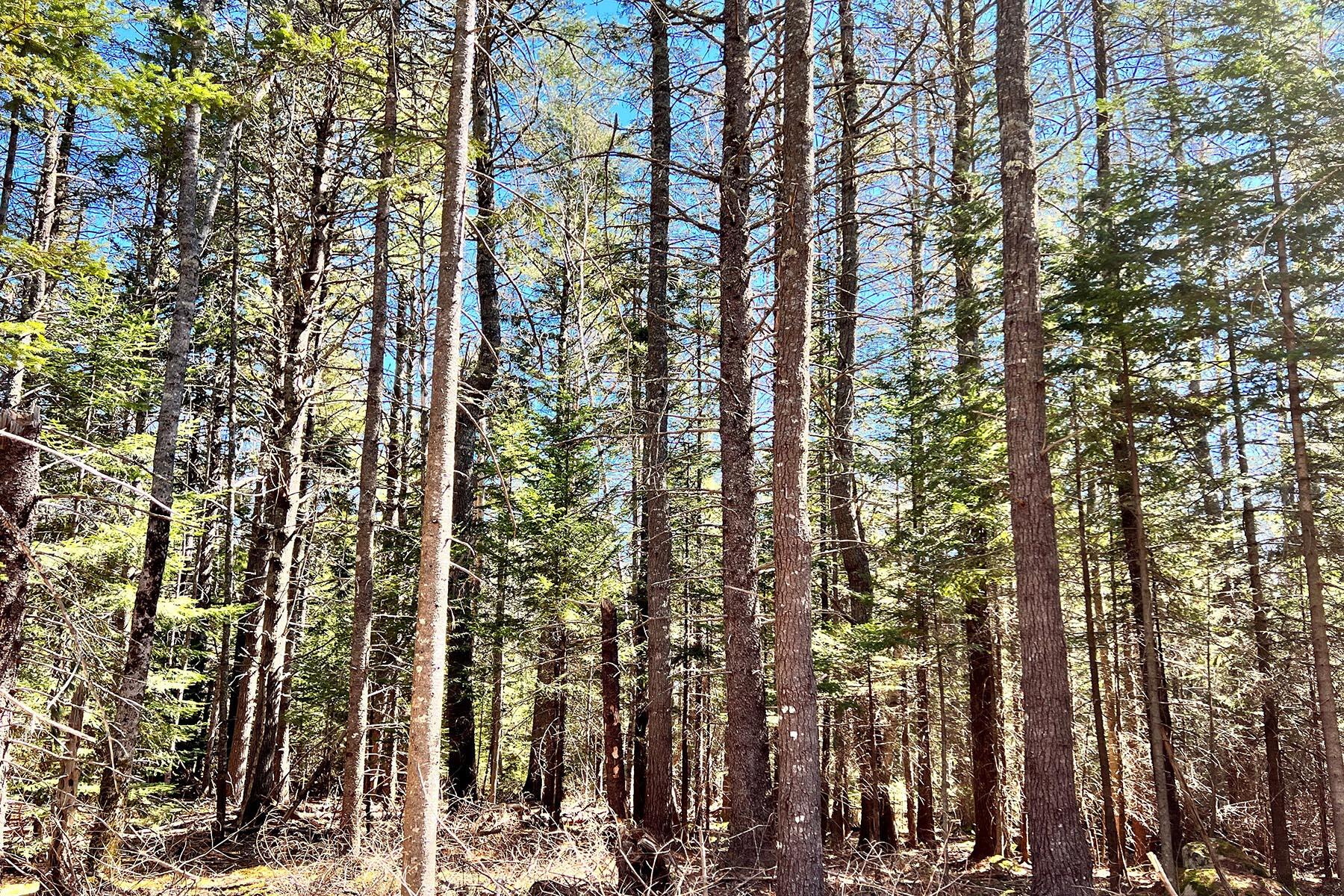 0 Beech Hill Road Mount Desert, ME 04660 - Photo 1 of 2 IMG_1481