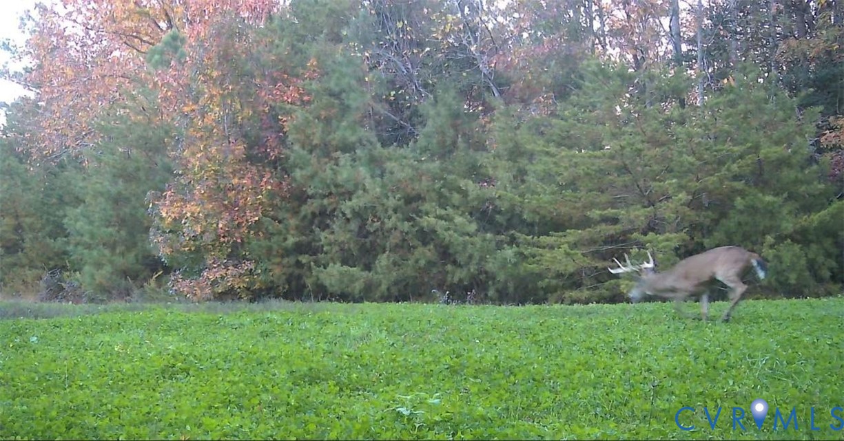 00 Nesting Road Jamaica, VA 23079 - Photo 2 of 5