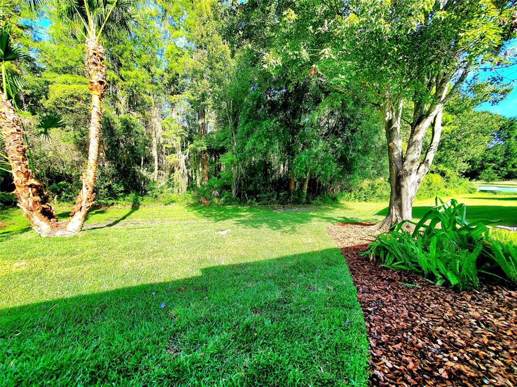 1517 Morning Rose Place Trinity, FL 34655 - Photo 45 of 50 a view of a yard with a tree