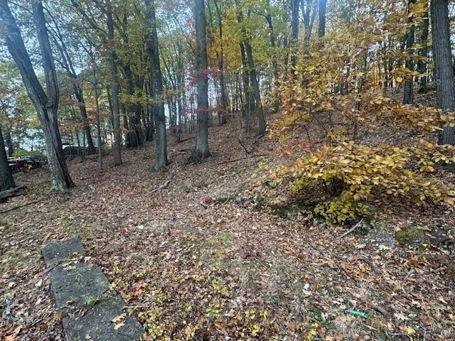 a view of a forest with trees
