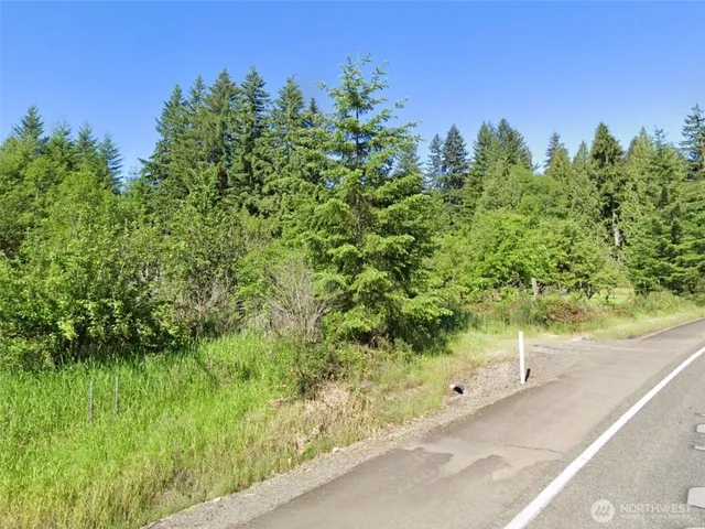 a picture of a tree in a forest