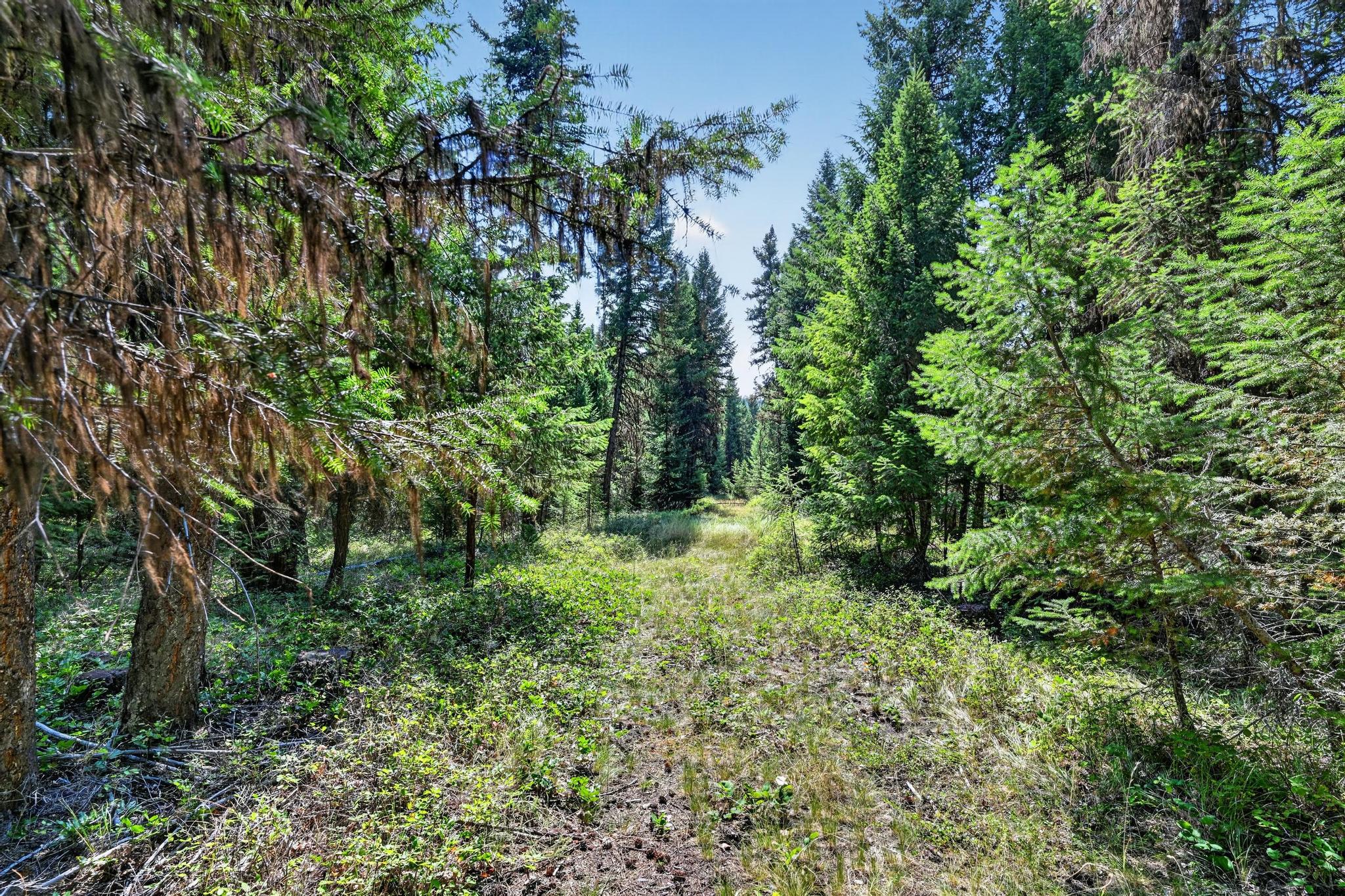 Lot 4 Forest Ridge Road Fortine, MT 59918 - Photo 4 of 21 Gallery Image 4