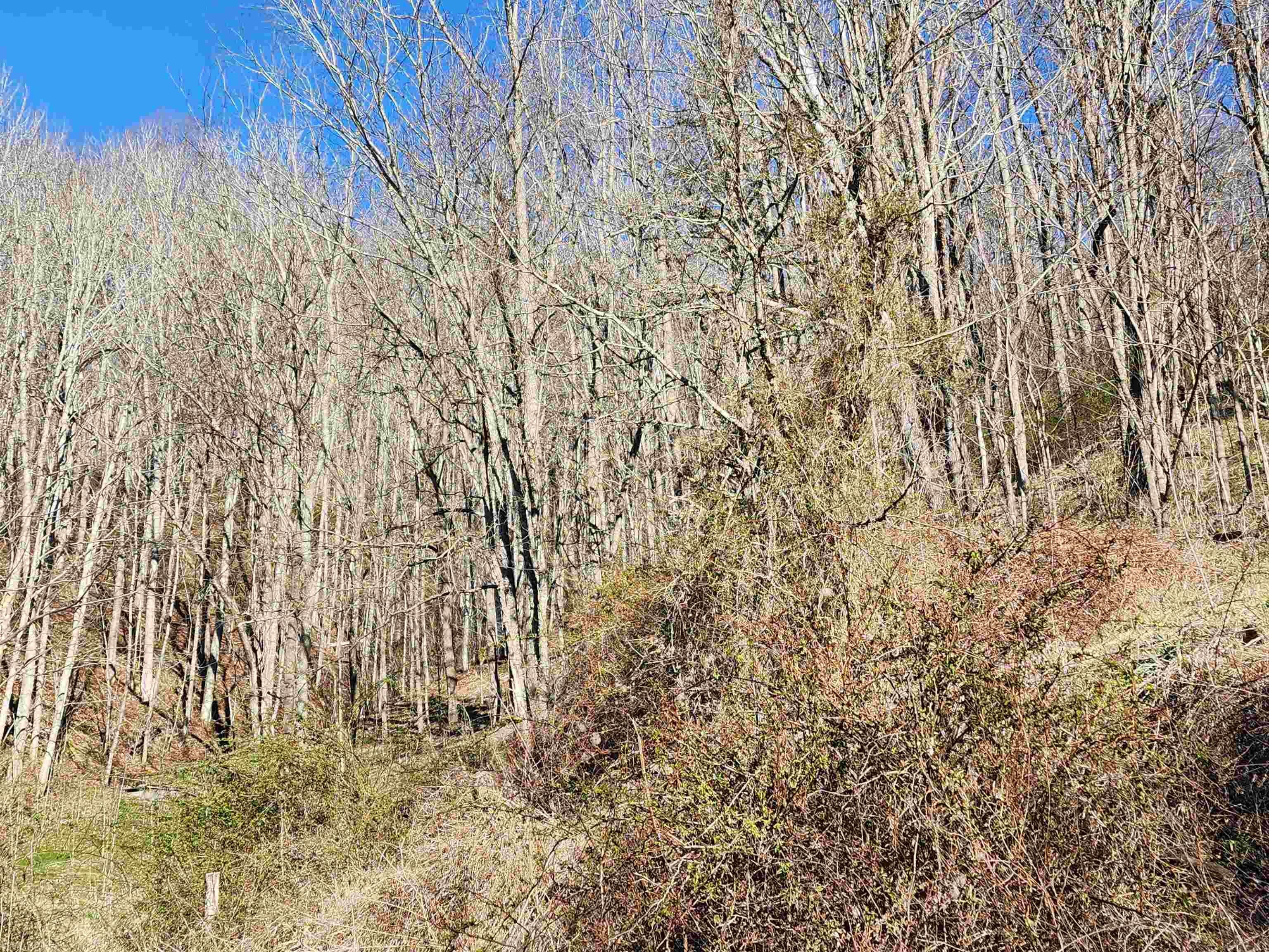 645 Rosenbaum Road Bluefield, VA 24605 - Photo 21 of 23 Gallery Image 21