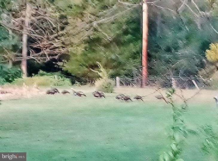 215 Chestnut Hill Road Hanover, PA 17331 - Photo 52 of 61 Wild turkeys in back yard