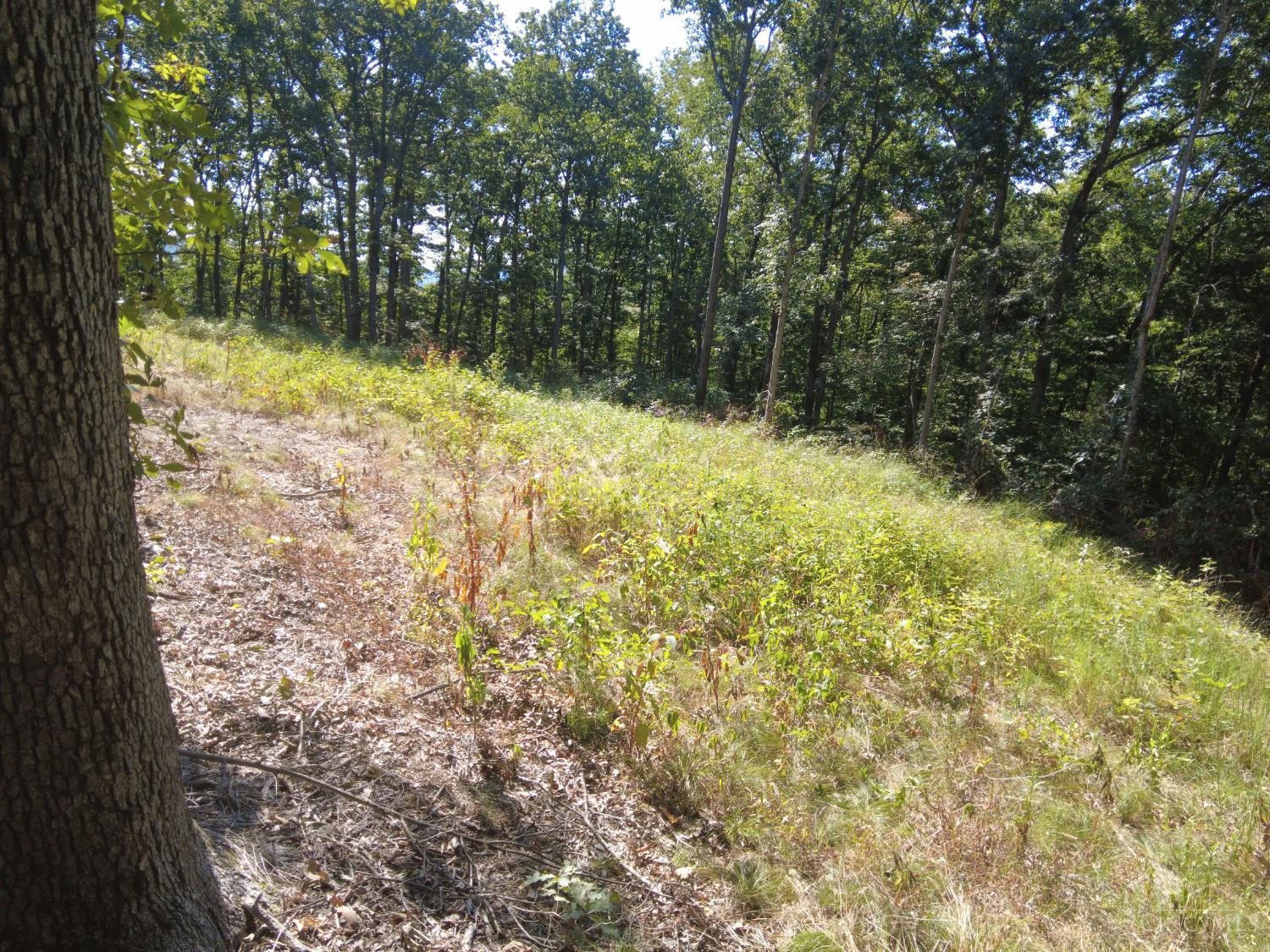 16 Black Hollow Road Peebles, OH 45660 - Photo 21 of 39