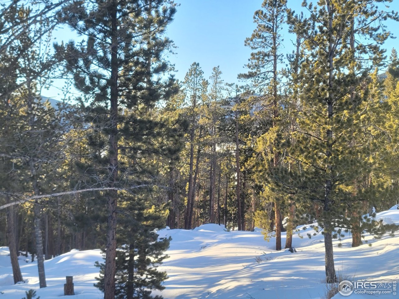 518 Crow Road Red Feather Lakes, CO 80545 - Photo 16 of 35 Gallery Image 16