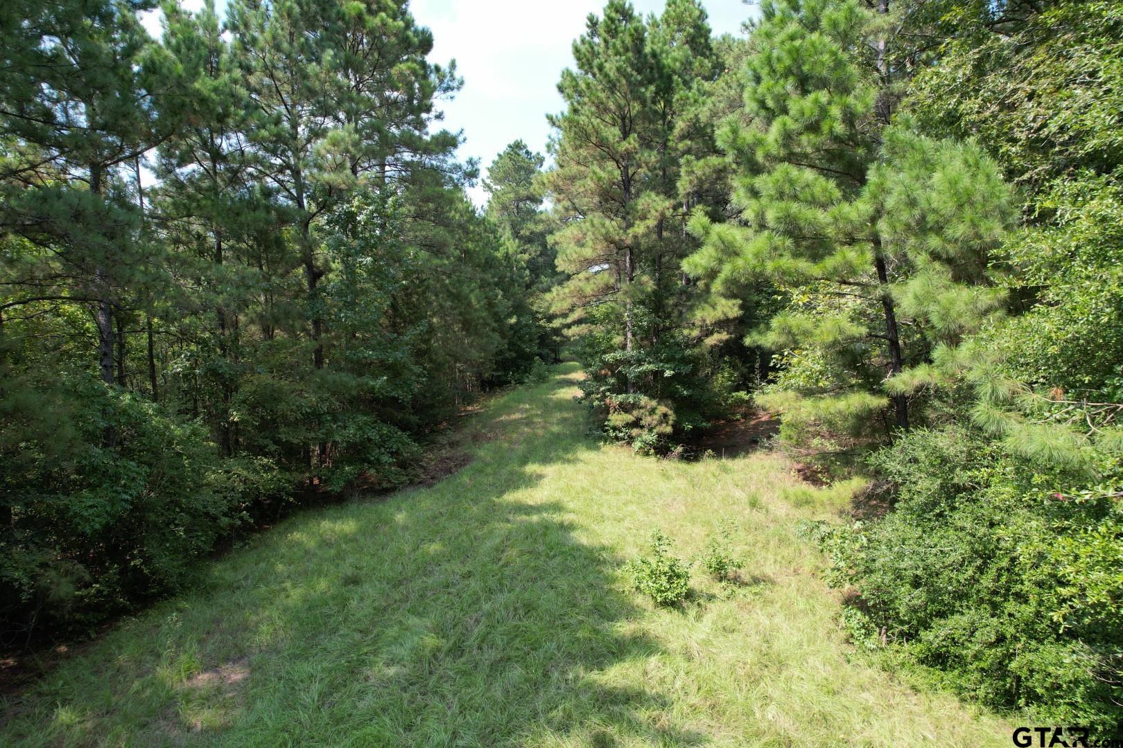 283 County Road 283 Garrison, TX 75946 - Photo 11 of 34 a view of a yard with a tree