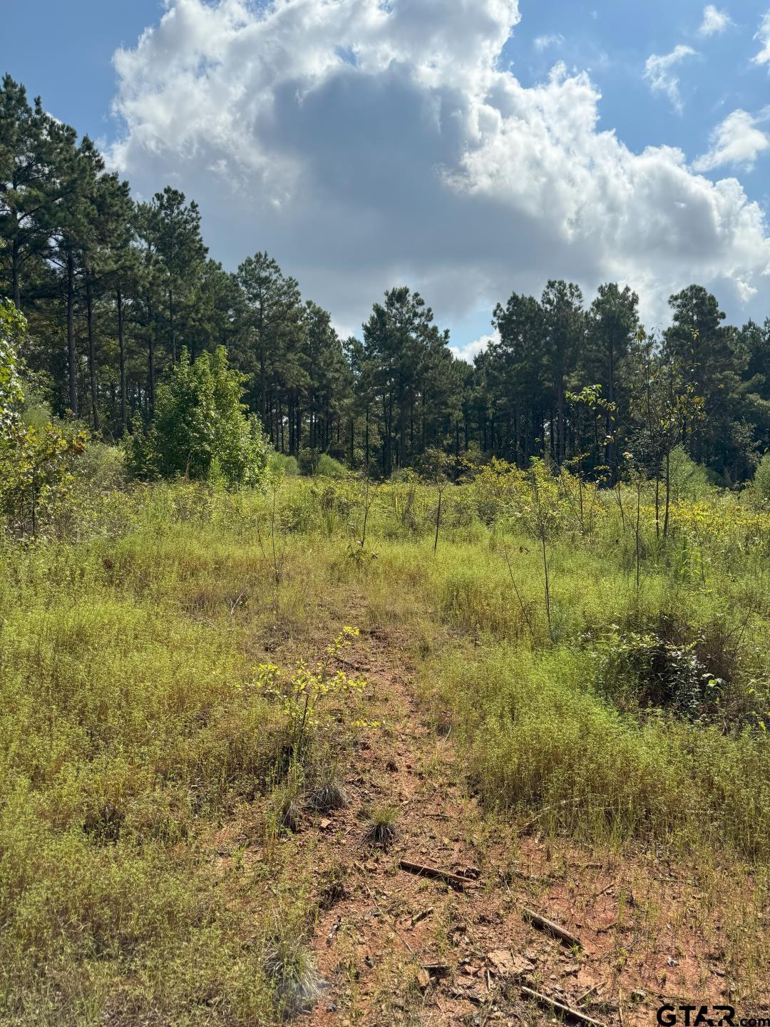 283 County Road 283 Garrison, TX 75946 - Photo 13 of 34 a view of a yard