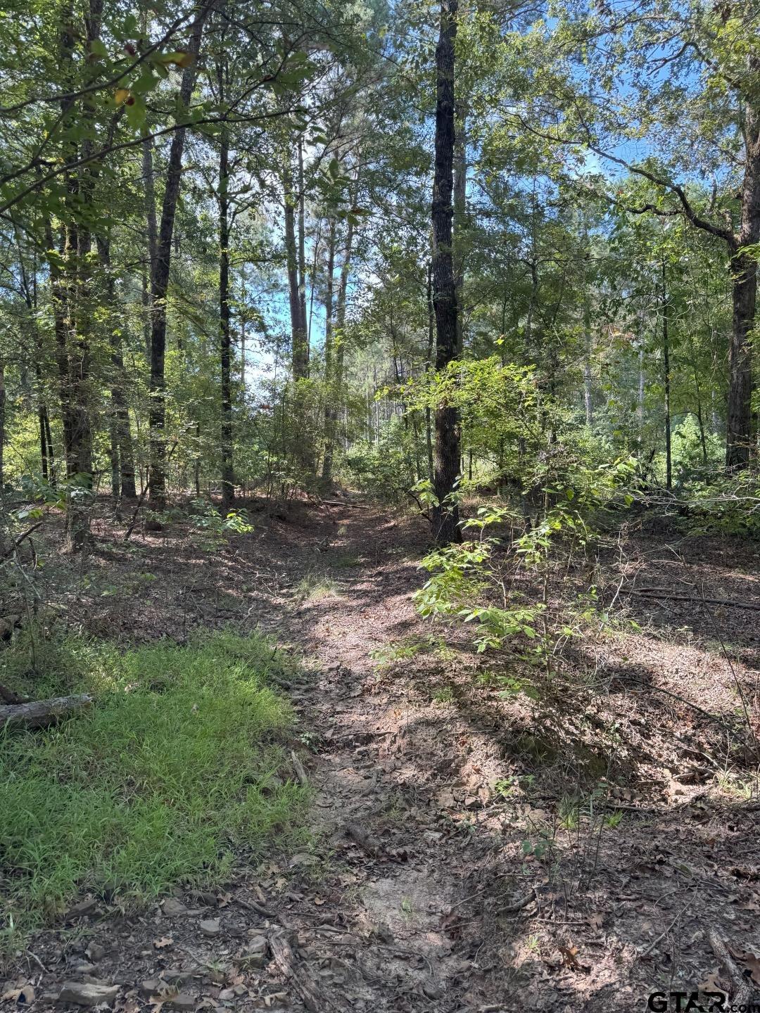 283 County Road 283 Garrison, TX 75946 - Photo 15 of 34 a view of a forest with trees