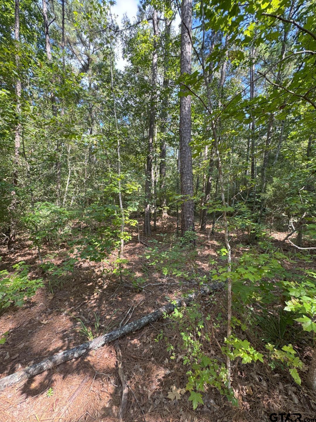 283 County Road 283 Garrison, TX 75946 - Photo 18 of 34 a view of a forest with trees
