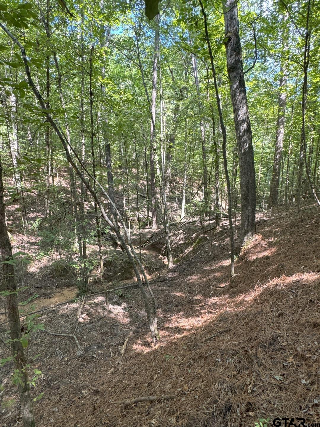 283 County Road 283 Garrison, TX 75946 - Photo 20 of 34 a view of outdoor space with lots of trees