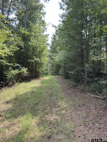 a view of a forest with trees