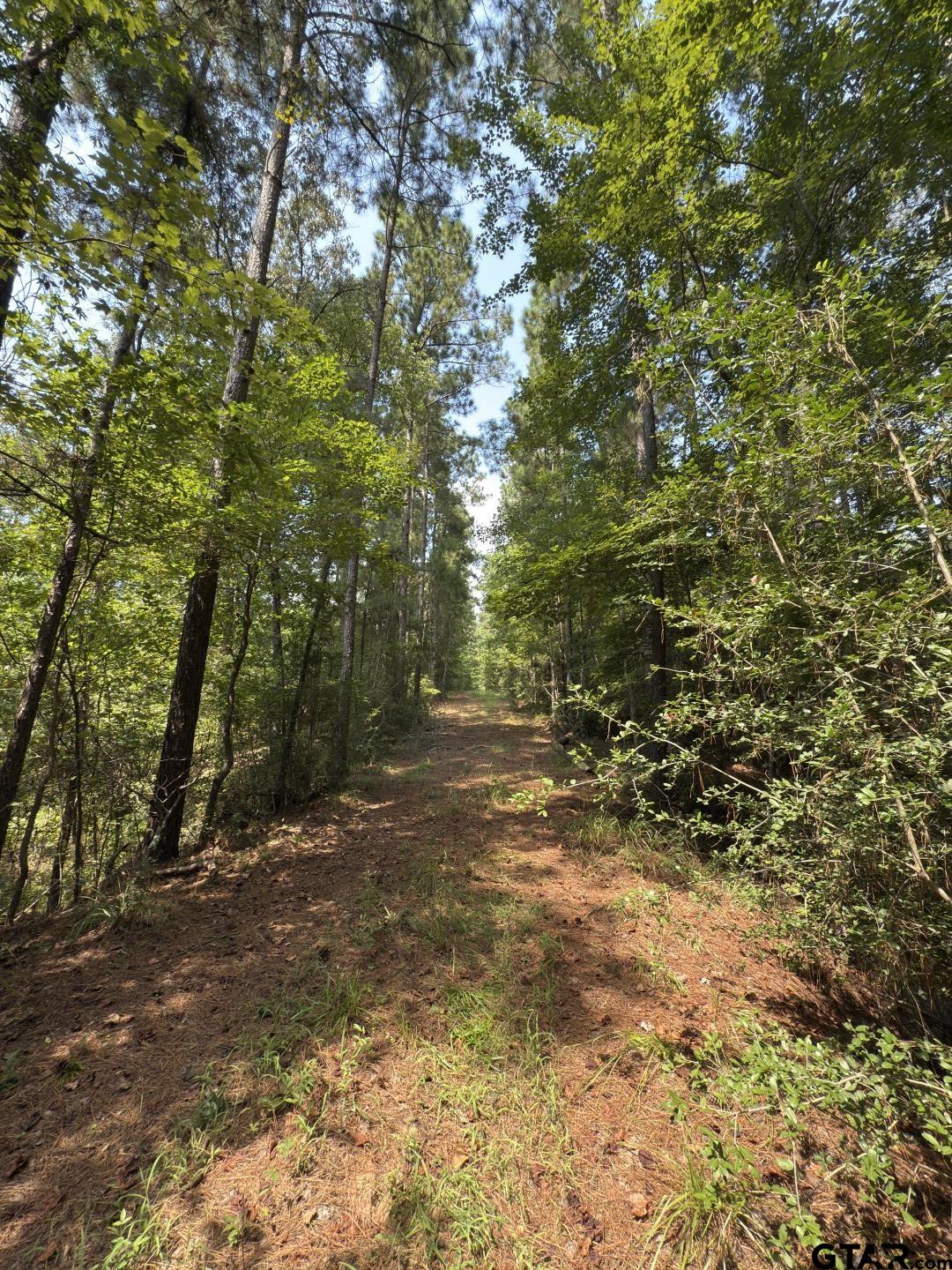 283 County Road 283 Garrison, TX 75946 - Photo 22 of 34 a view of a forest with trees