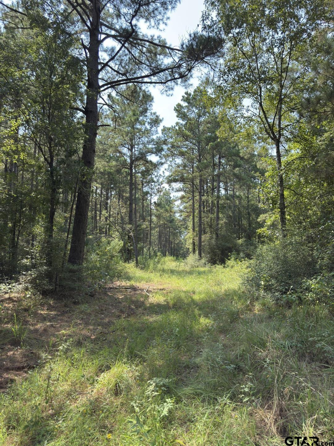 283 County Road 283 Garrison, TX 75946 - Photo 31 of 34 a big yard with lots of green space and house lake view