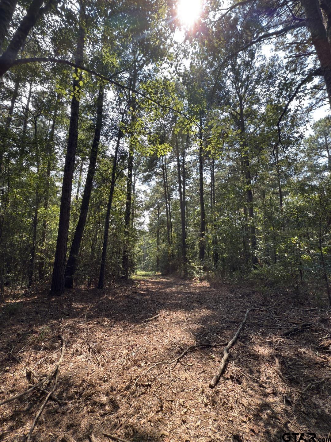 283 County Road 283 Garrison, TX 75946 - Photo 32 of 34 a view of a forest with trees