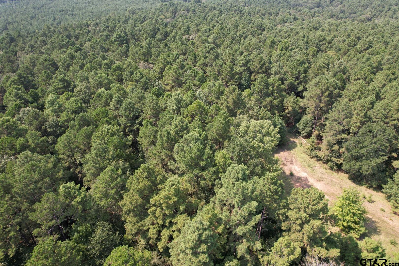 283 County Road 283 Garrison, TX 75946 - Photo 7 of 34 a view of a forest with a houses
